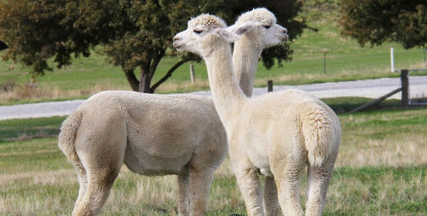 Activités avec enfants loiret balade lamas