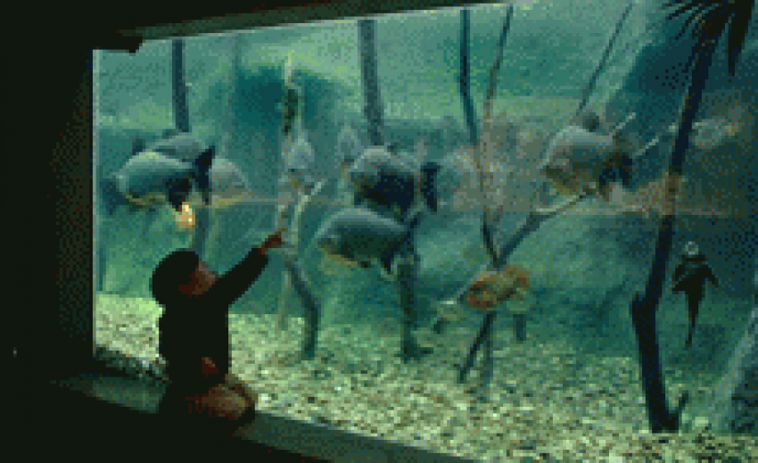Activités avec enfants loiret aquarium du val de loire